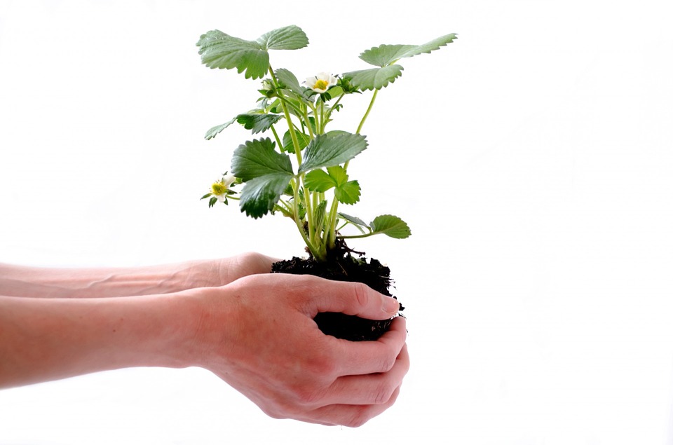 Miser sur les plantes résistantes pour un jardin toute l'année