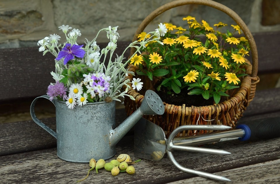 Miser sur les plantes résistantes pour un jardin toute l&rsquo;année